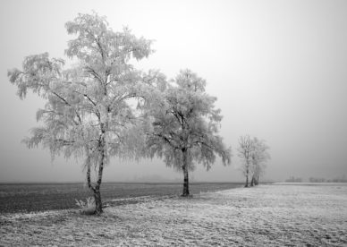 Frozen Tree Best Background Full HD1920x1080p, 1280x720p, - HD Wallpapers Backgrounds Desktop, iphone & Android Free Download